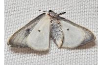 Cilix hispanica