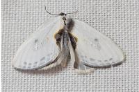 Cilix hispanica