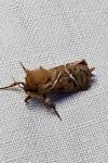 Triodia sylvina