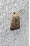Hoplodrina ambigua