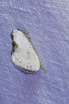 Cilix glaucata