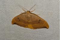 Watsonalla binaria