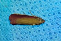 Oncocera semirubella