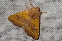 Atethmia centrago