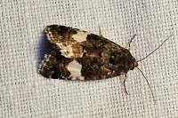 Tyta luctuosa