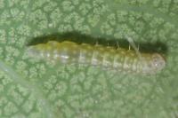 Bucculatrix ulmella