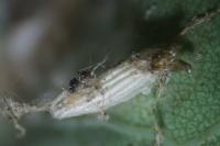 Bucculatrix ulmella