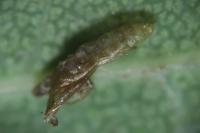 Bucculatrix ulmella