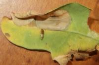 Phyllonorycter quercifoliella