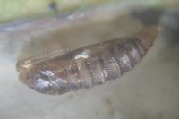 Phyllonorycter quercifoliella