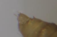 Phyllonorycter quercifoliella