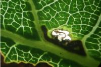 Ectoedemia subbimaculella
