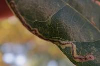 Stigmella