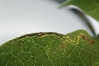 Stigmella