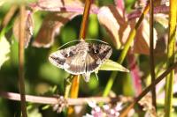 Autographa gamma