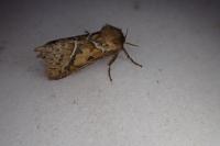 Triodia sylvina