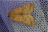 Sunira circellaris