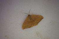Watsonalla binaria
