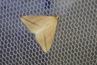 Rhodometra sacraria