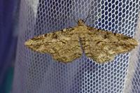 Peribatodes rhomboidaria