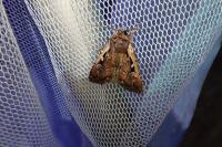 Xestia agathina