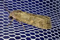 Spodoptera exigua