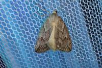 Pachycnemia hippocastanaria
