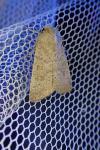 Hoplodrina ambigua