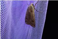 Noctua pronuba