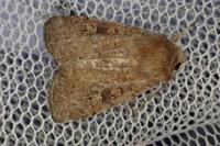 Xestia xanthographa