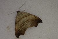 Laspeyria flexula