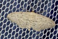 Idaea seriata