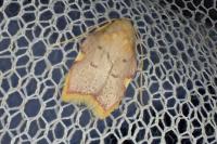 Carcina quercana