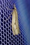Agriphila geniculea