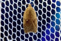 Acleris ferrugana/notana