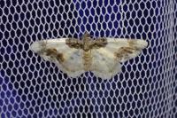 Ligdia adustata