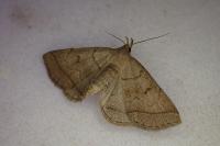 Zanclognatha lunalis