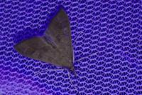 Mecyna asinalis