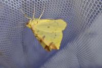 Opisthograptis luteolata