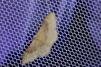 Idaea degeneraria