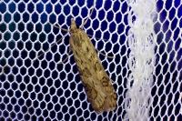 Nomophila noctuella