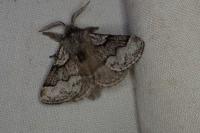 Trichiura crataegi