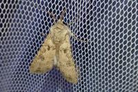 Agrotis segetum