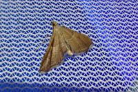 Endotricha flammealis