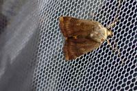 Noctua janthe