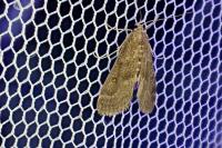 Parapoynx stratiotata