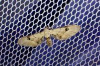 Eupithecia centaureata