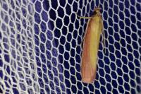 Oncocera semirubella