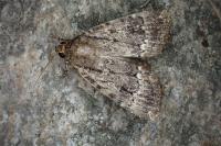 Amphipyra pyramidea