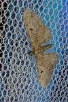Eupithecia virgaureata